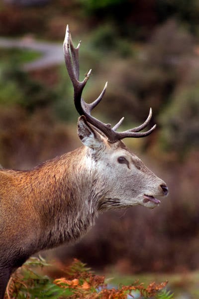 wildlife_007_1920px