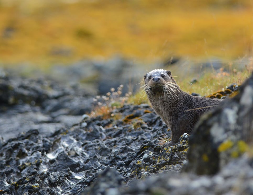 Otter in Lochinver, Scotland 